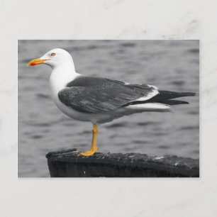 Carte postale Seagull