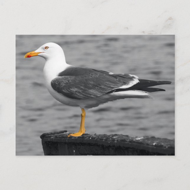 Carte postale Seagull (Devant)