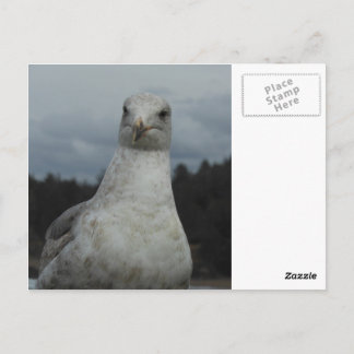 Carte postale Seagull