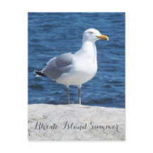 Carte postale Seagull