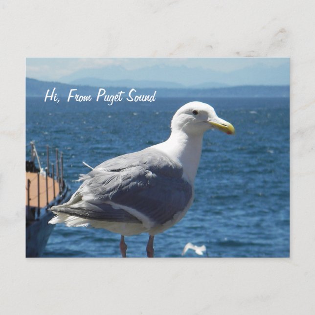 Carte postale : Seagull #1 (Devant)