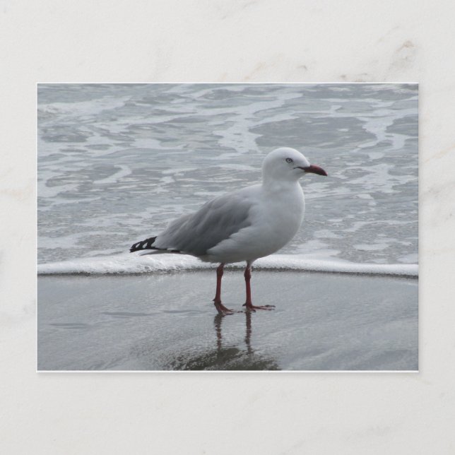 Carte Postale Seagull 2 (Devant)