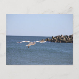 Carte postale Seagull Flying