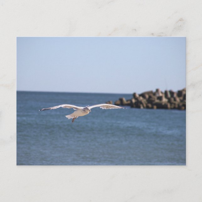 Carte postale Seagull Flying (Devant)
