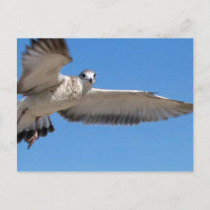 Carte postale Seagull in Flight