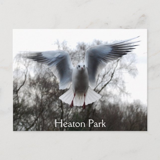 Carte postale Seagull in Flight (Devant)