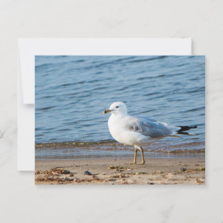 Carte Postale Seagull, Lac Ontario, Toronto, Canada