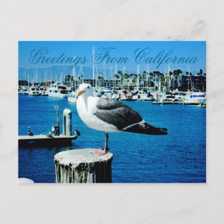 Carte postale Seagull Shores de Californie