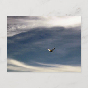 Carte postale Seagull Sky