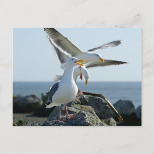 Carte Postale Seagull Trio
