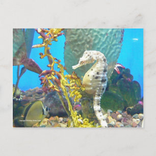 Carte Postale Seahorse