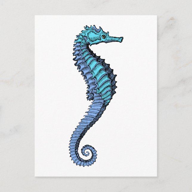 Carte Postale Seahorse (Devant)