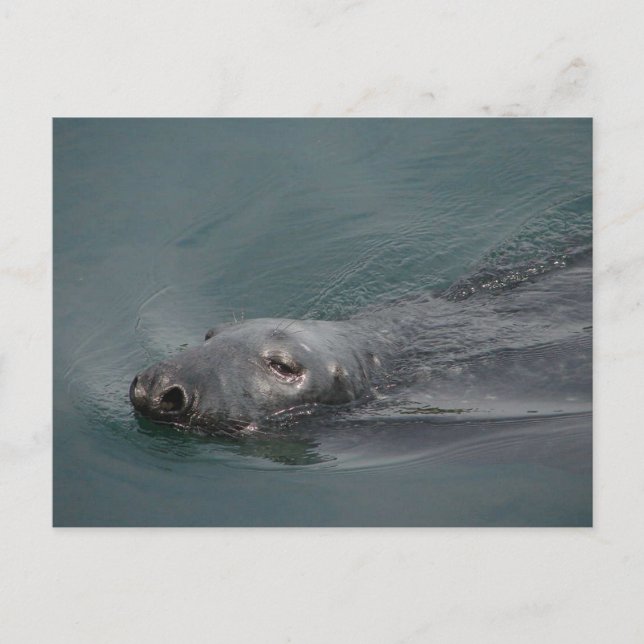 Carte Postale Seal, Stornoway Harbour (Devant)