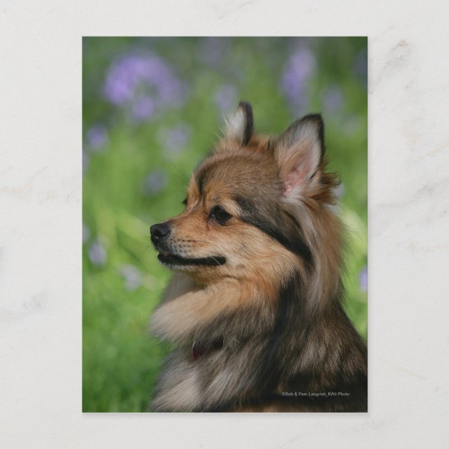 Carte Postale Séance de Headshot de Pomeranian (Devant)