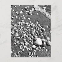 Seashells Beach Noir & Blanc Floride Photo