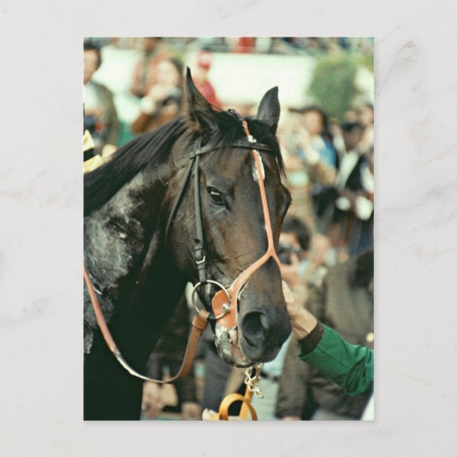 Carte Postale Seattle Slew Thoroughbred 1978 (Devant)