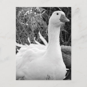 Carte Postale Sebastopol Goose