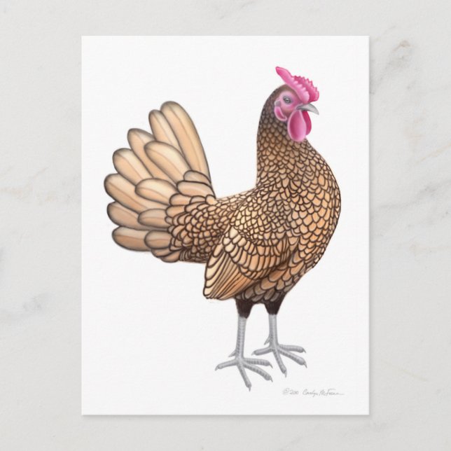 Carte postale Sebright Bantam Rooster (Devant)