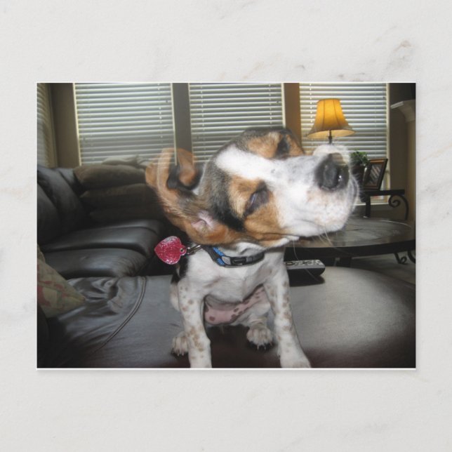 Carte Postale Secouer le beagle (Devant)