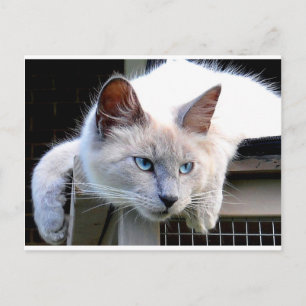 Carte Postale Secourez-moi Ragdoll Cat Eyes Photo originale