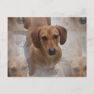 Carte postale Secourt Dachshund