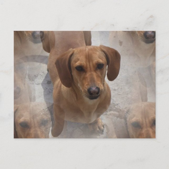Carte postale Secourt Dachshund (Devant)