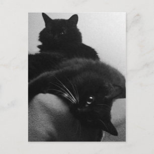 Carte postale secourt Kittens