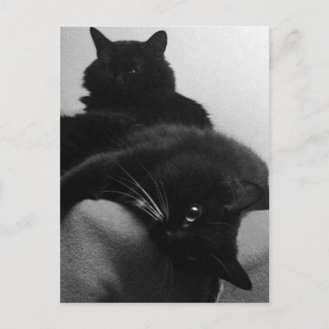 Carte postale secourt Kittens (Devant)