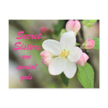 Carte Postale Secret Soeur Apple Blossom - personn