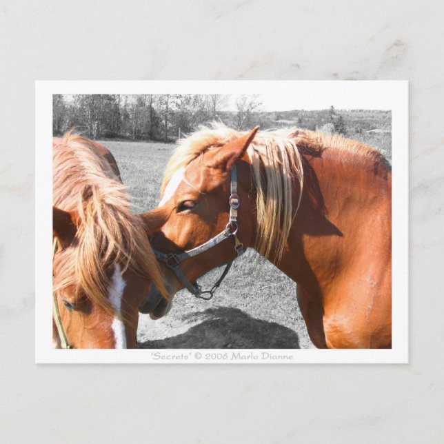 Carte Postale Secrets (Devant)