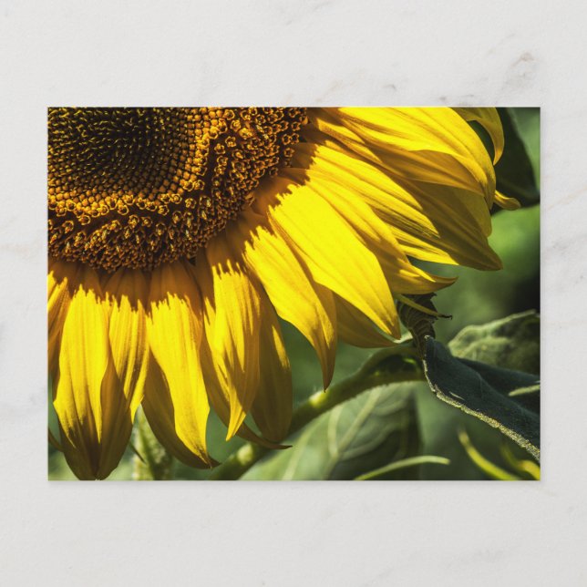 Carte postale - Secrets de Tournesol (Devant)