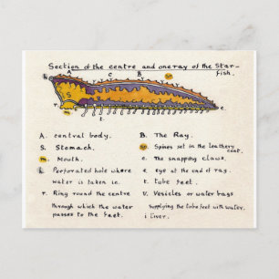 Carte Postale Section croisée de poisson étoilé