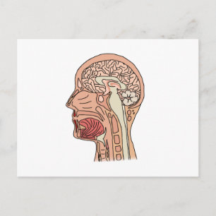 Carte Postale Section de la Croix du Cerveau Midsagittal