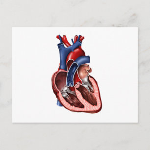 Carte Postale Section Du Coeur Humain