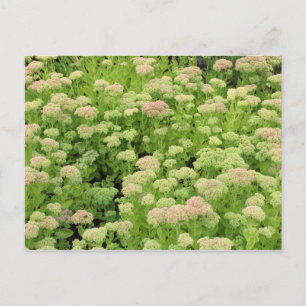 Carte Postale Sedum Autumn Joy