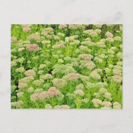 Carte Postale Sedum 'Autumn Joy' en fin août