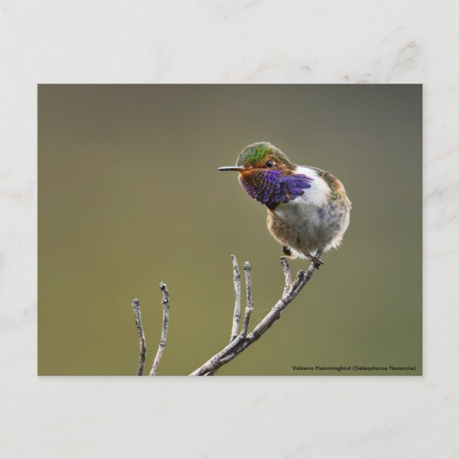 Carte Postale Selasphorus flammule (Devant)