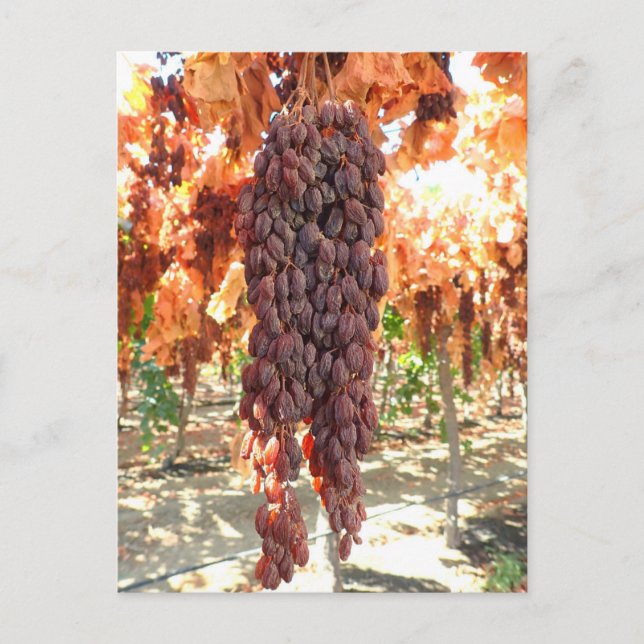 Carte Postale Selma Pete DOV Raisin Grapes (Devant)