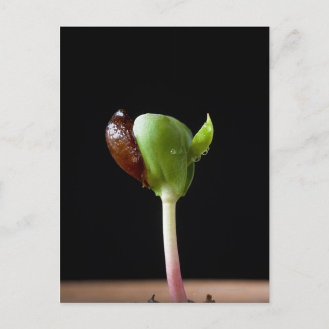Carte Postale Semis de pomme avec coquille de graines (Devant)
