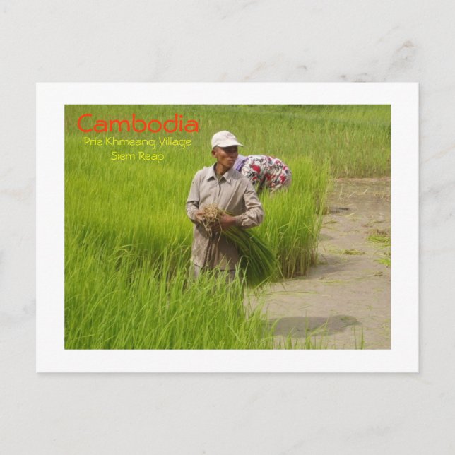 Carte Postale Semis de riz transplantés au Cambodge (Devant)