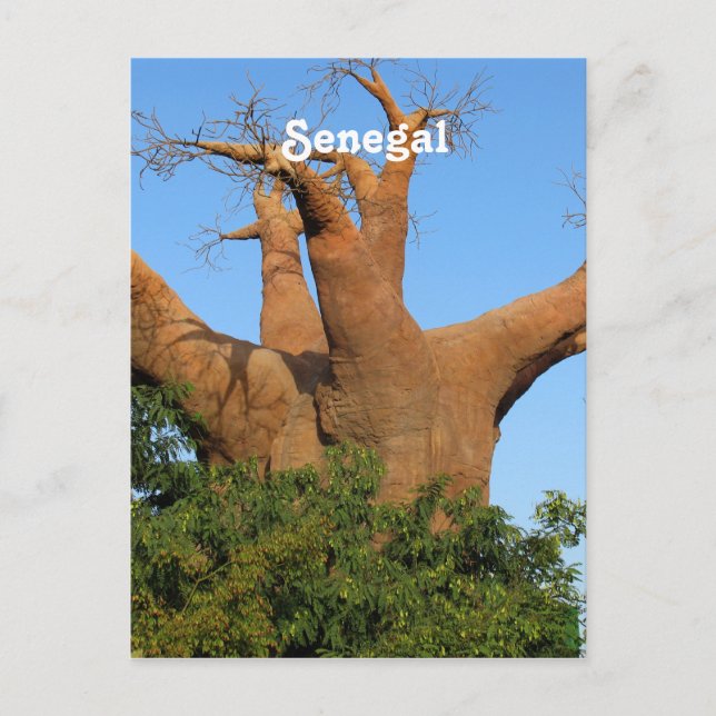 Carte Postale Sénégal (Devant)