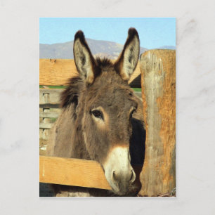 Carte Postale Seno Burro