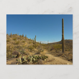 Carte Postale Sentier Carillo du Saguaro dans le parc national d