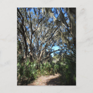 Carte Postale Sentier de la mousse d'Espagne