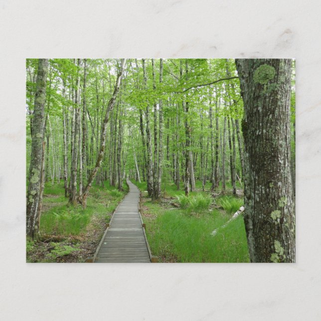 Carte Postale Sentier de planches Jesup Path (Devant)