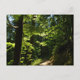 Carte Postale Sentier de Silver Falls