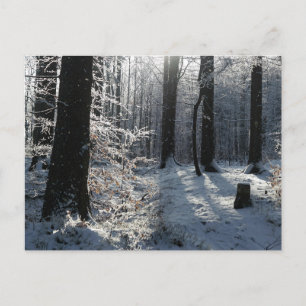 Carte Postale Sentier forestier hivernal enneigé