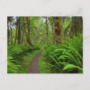 Carte Postale sentier Maple Glade, fougères et mousses couvrent