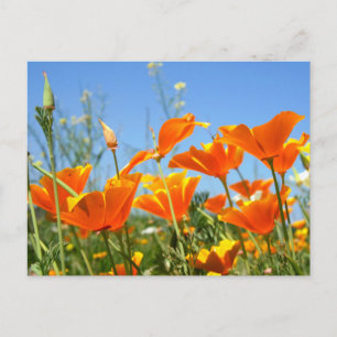 Carte Postale Sentiment estival de fleurs orange sauvages.