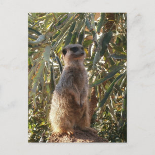 Carte Postale Sentinelle de garde : Meerkat sur fond vert luxuri